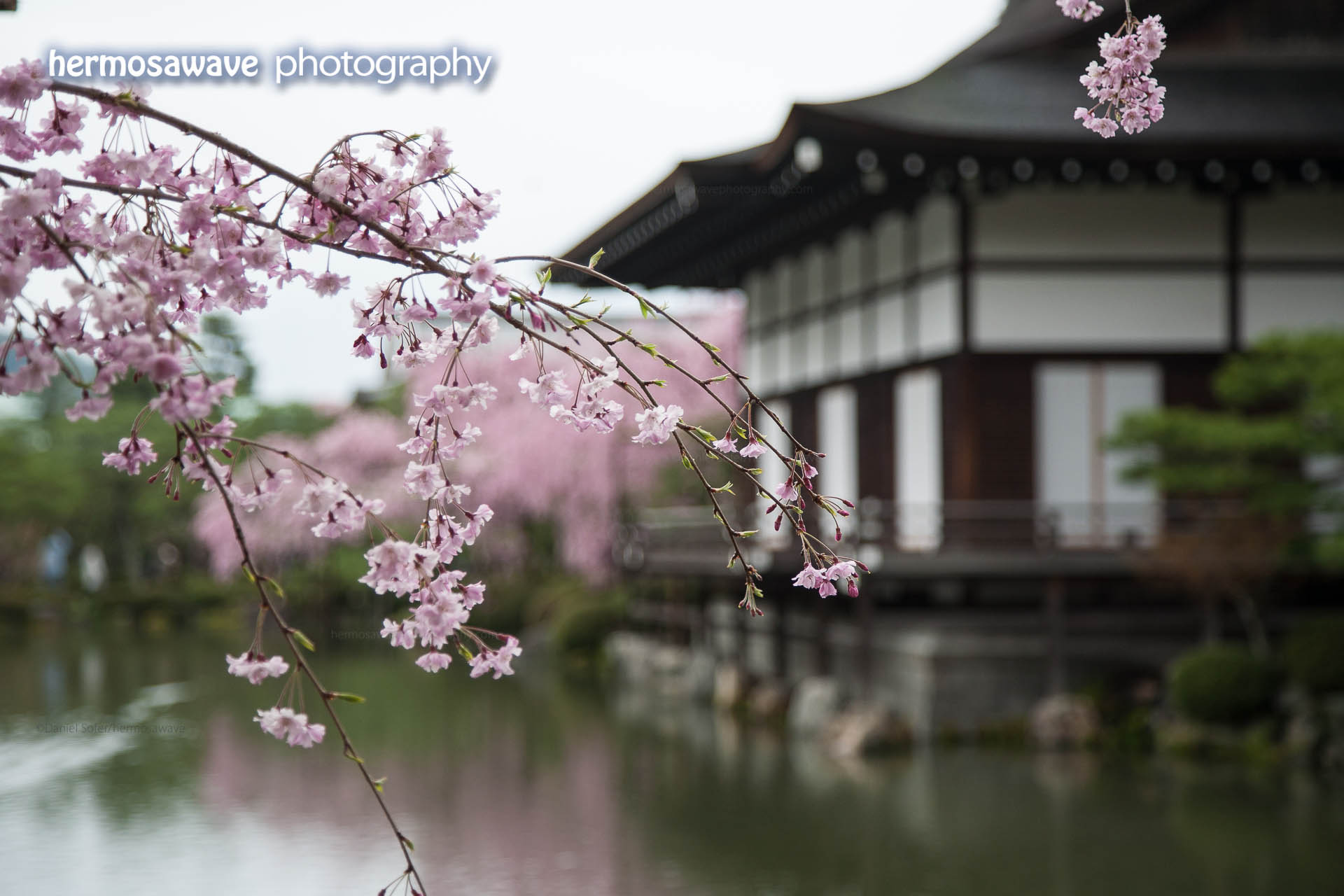 Cherry Blossoms at Heian Jingu