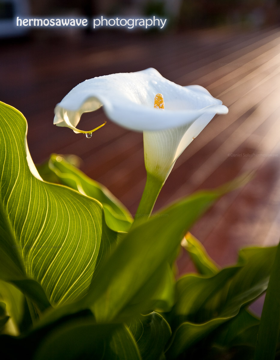 Cala Lily In The Morning Sun
