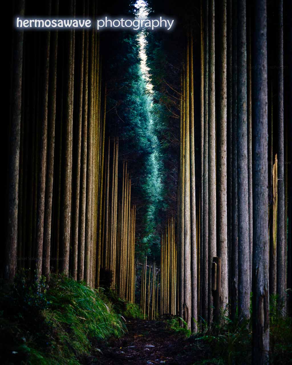 Japanese Cedars in the Forest