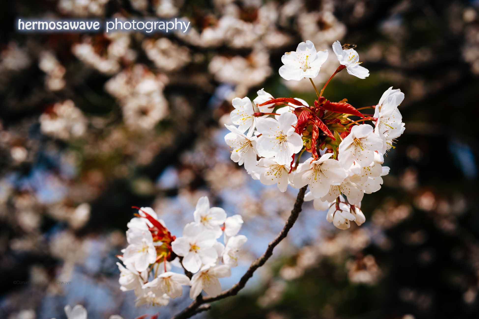 Cherry Blossoms at Kyoto‘s Imperial Palace Garden