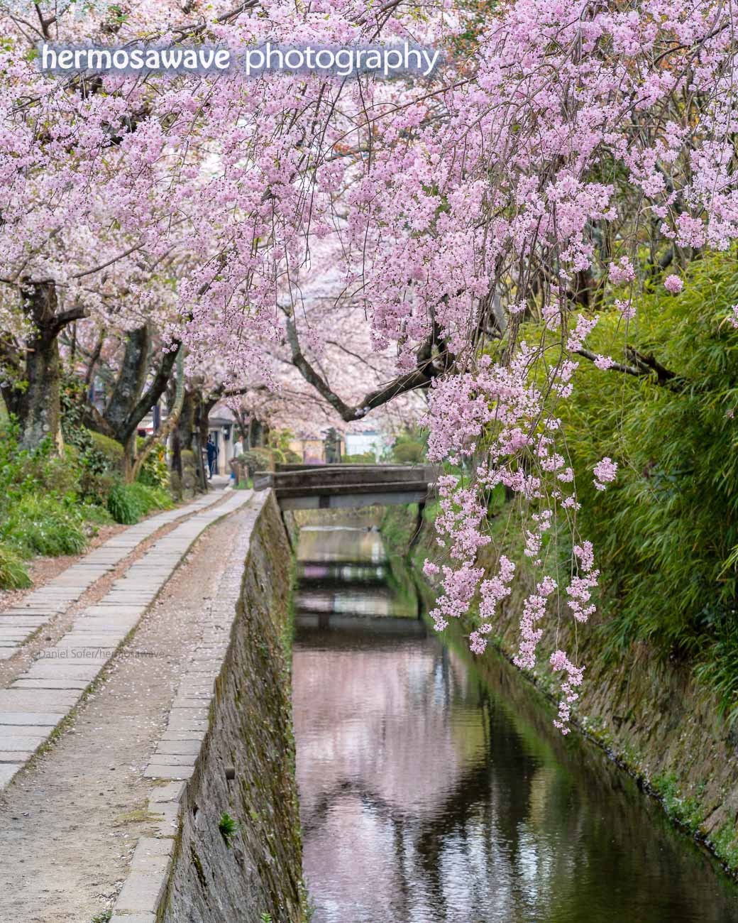 Cherry Blossoms on the Philosopher's Path