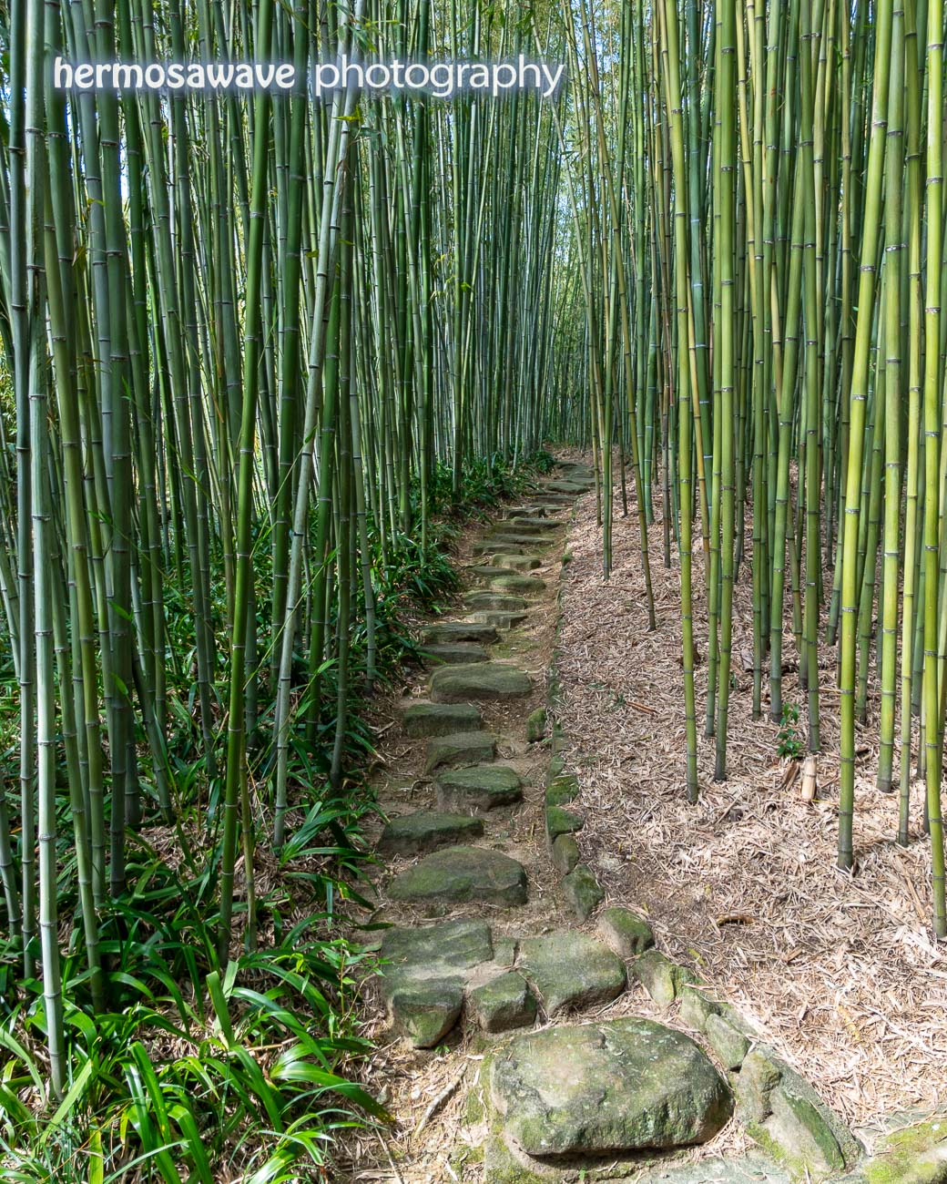 Another Bamboo Path