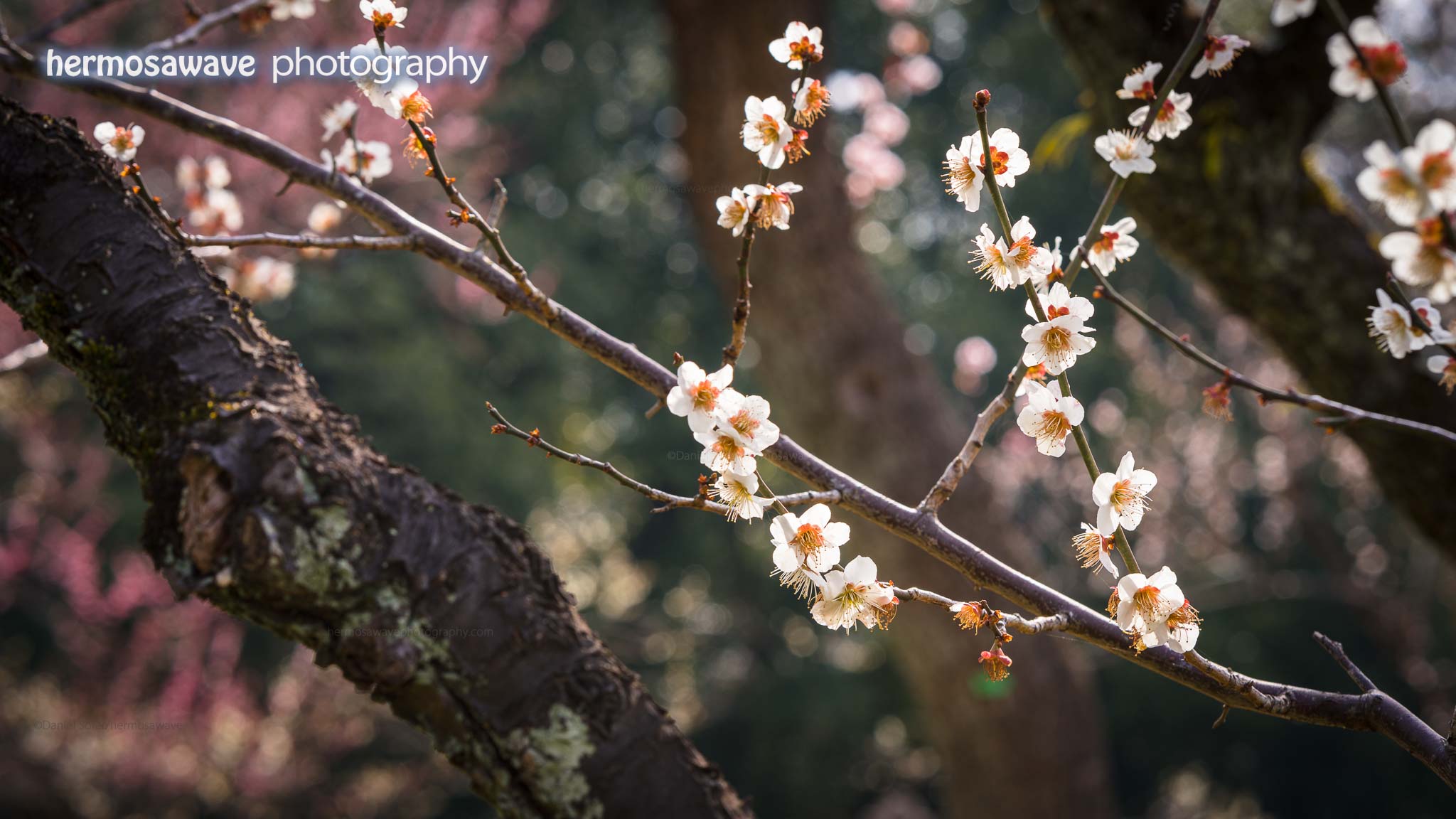 Peach Blossoms (桃花) at Kyoto Gyoen