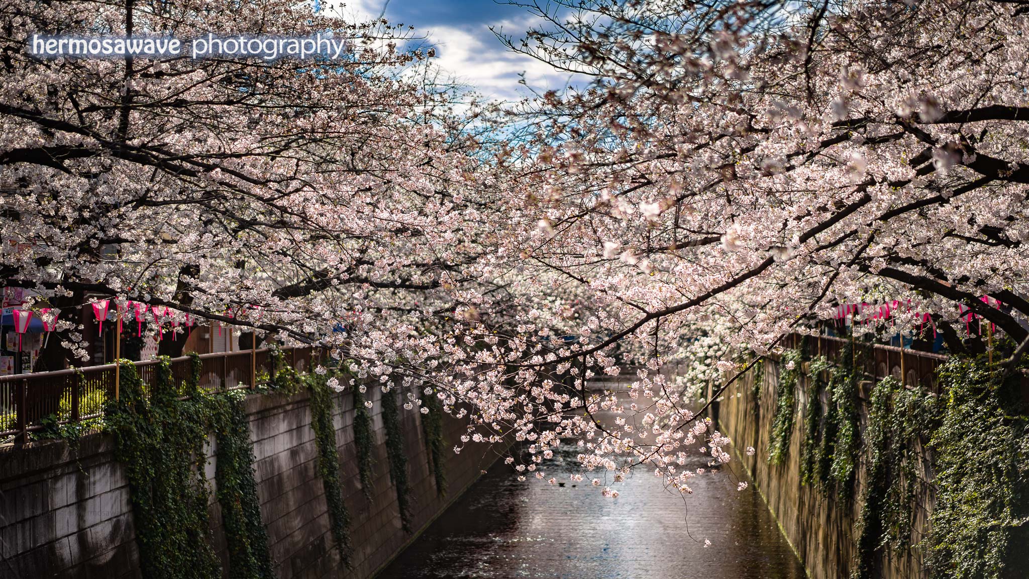 Sakura on the Meguro River