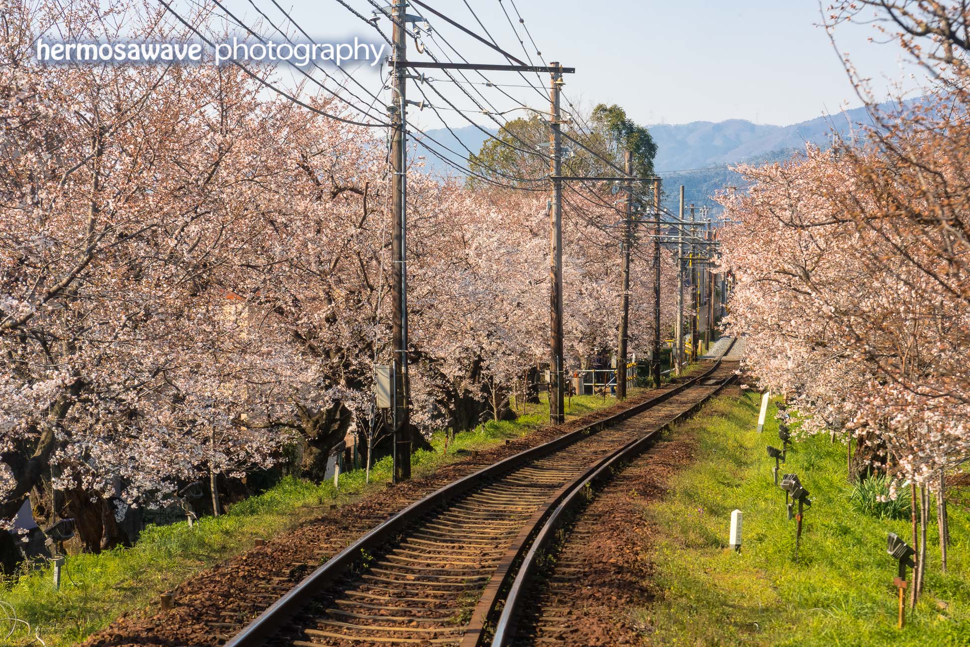 Sakura on the Kitano Line
