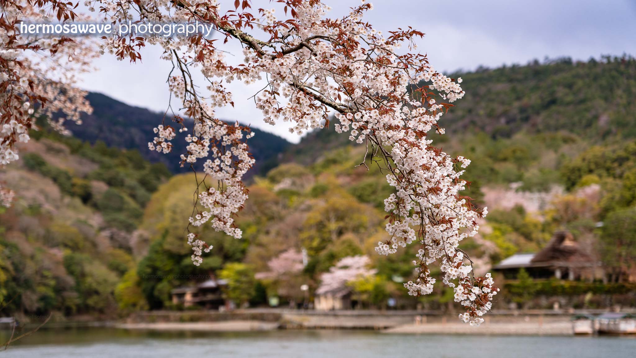 Sakura Over the River