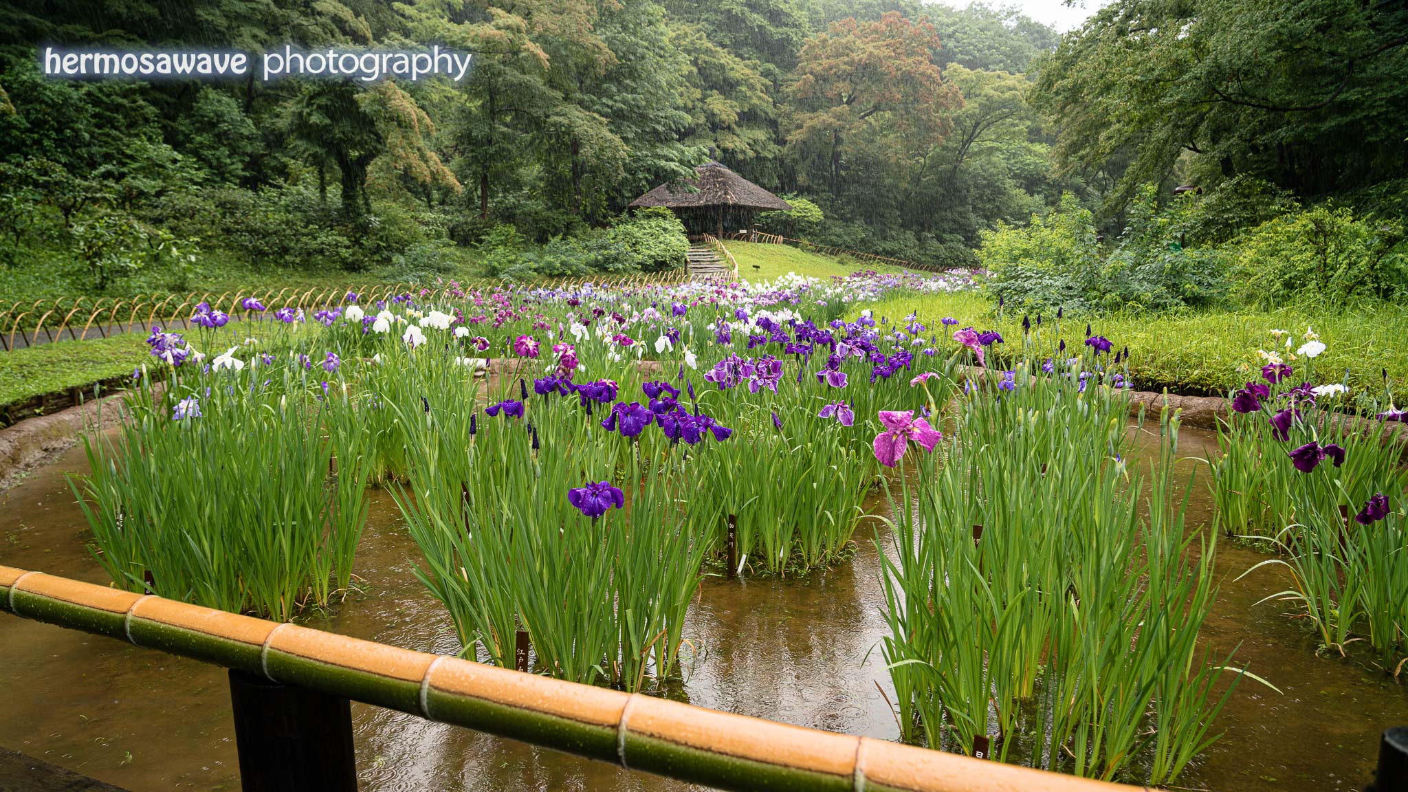 Lilies at Meiji Jingu • 明治神宮の小百合