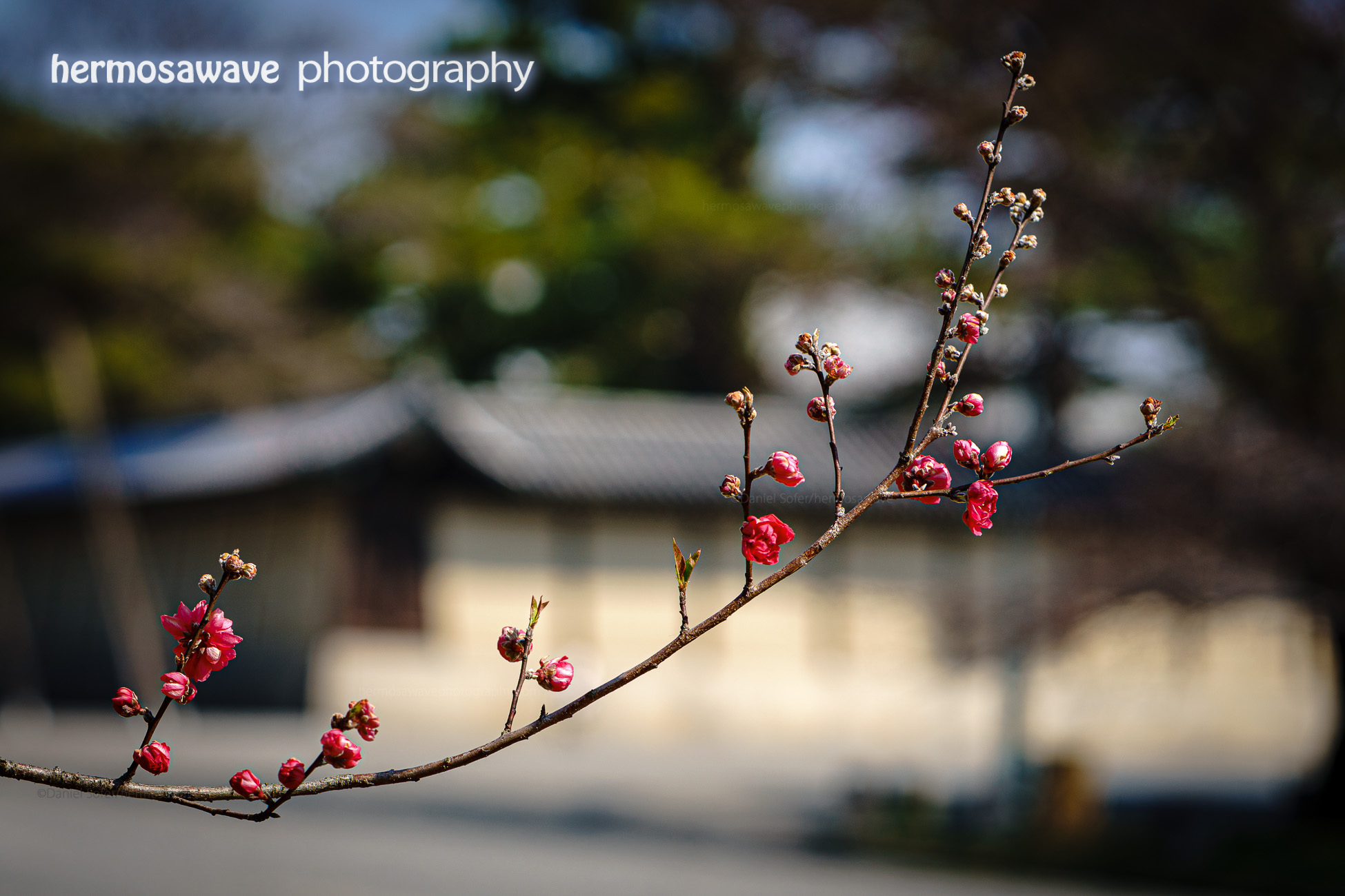 Plum Blossoms at Gosho・京都御所に梅