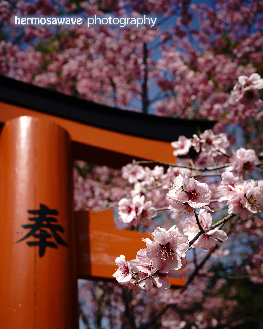 Cherry Blossoms at Hirano Jinja・平野神社の桜