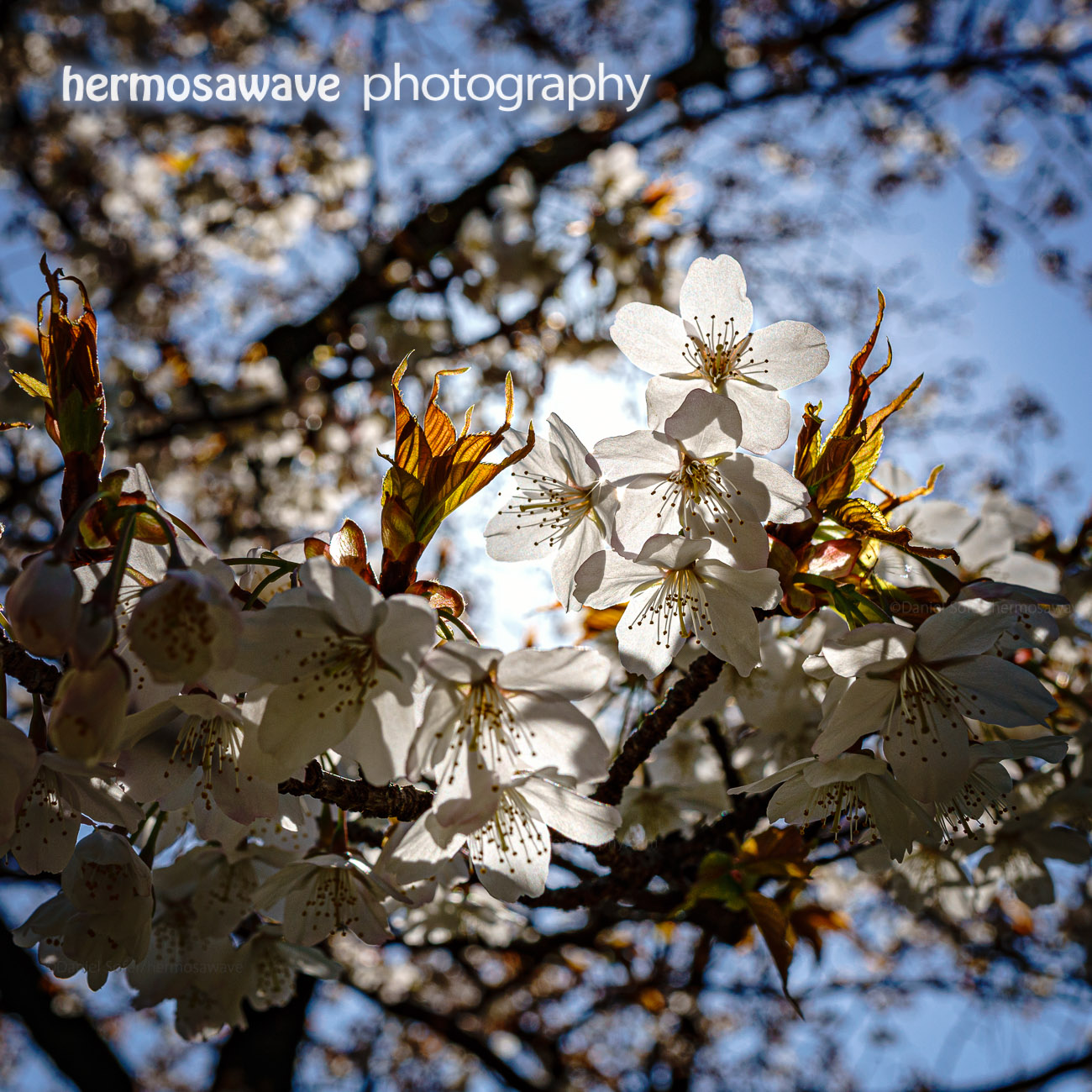 White Cherry Blossoms・白の桜
