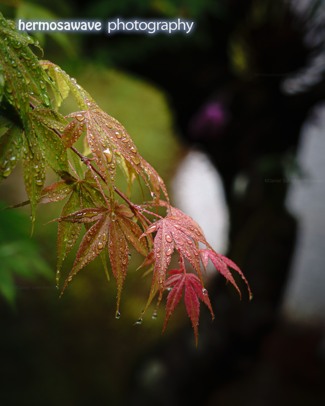 Rain on Maple Leaves・ もみじに雨