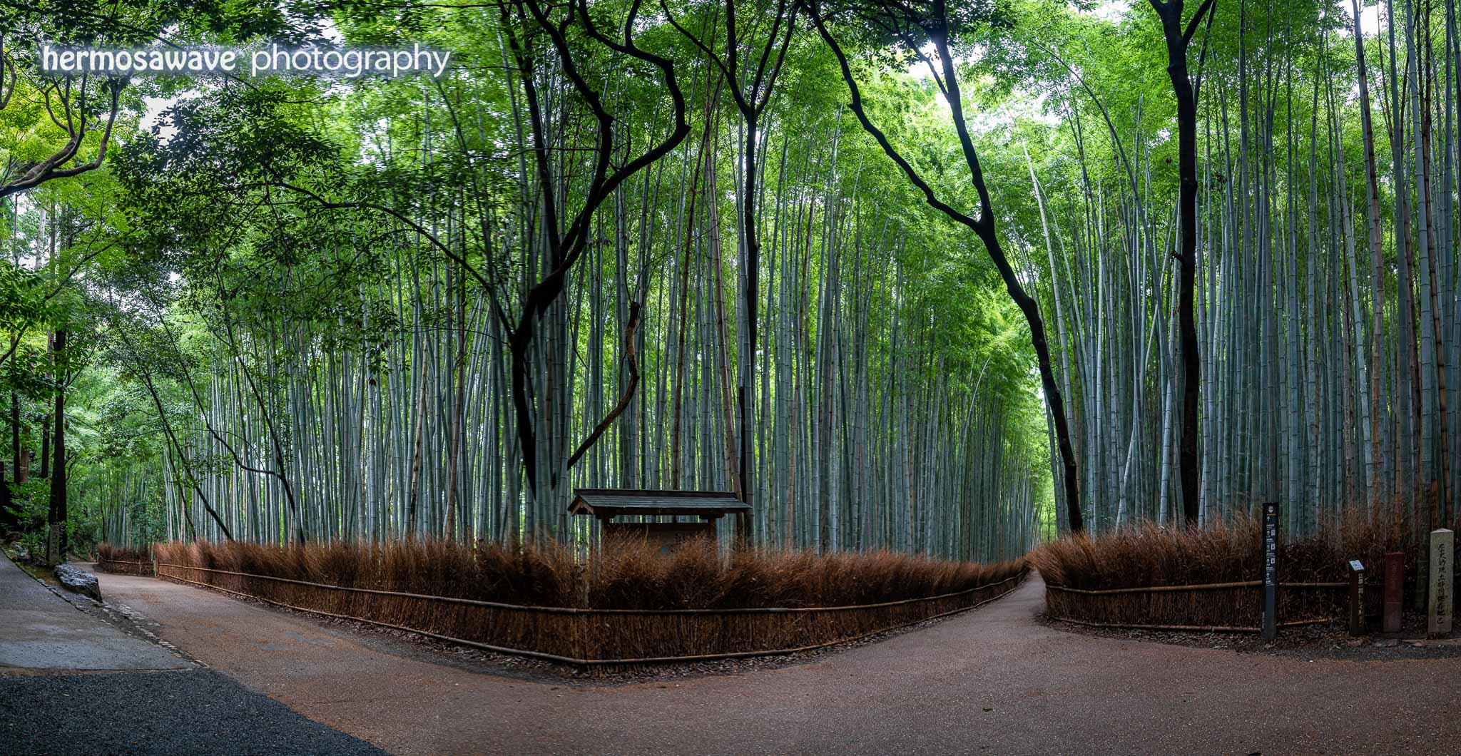 Bamboo Panorama・竹林のパノラマ