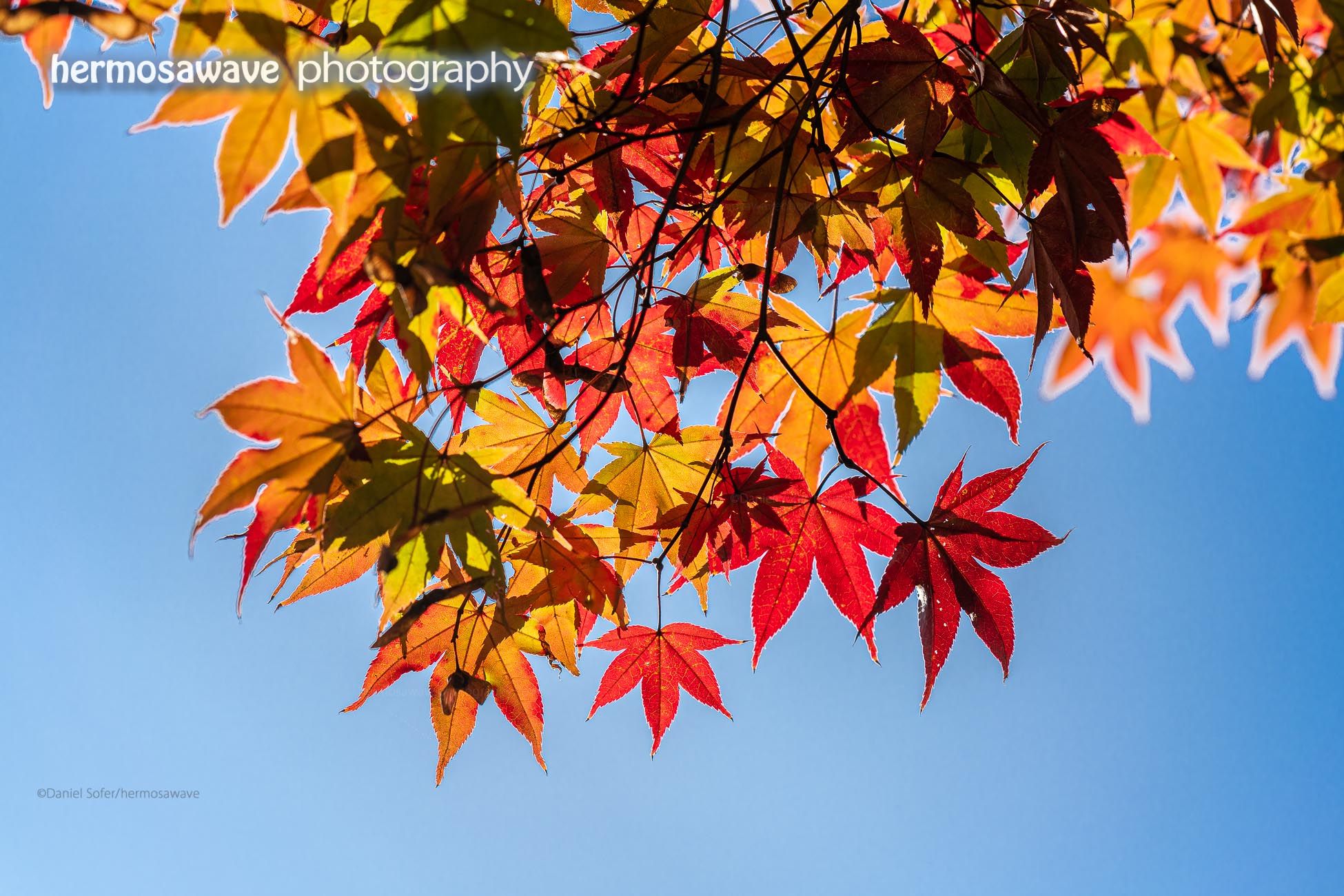 Autumn Leaves・紅葉