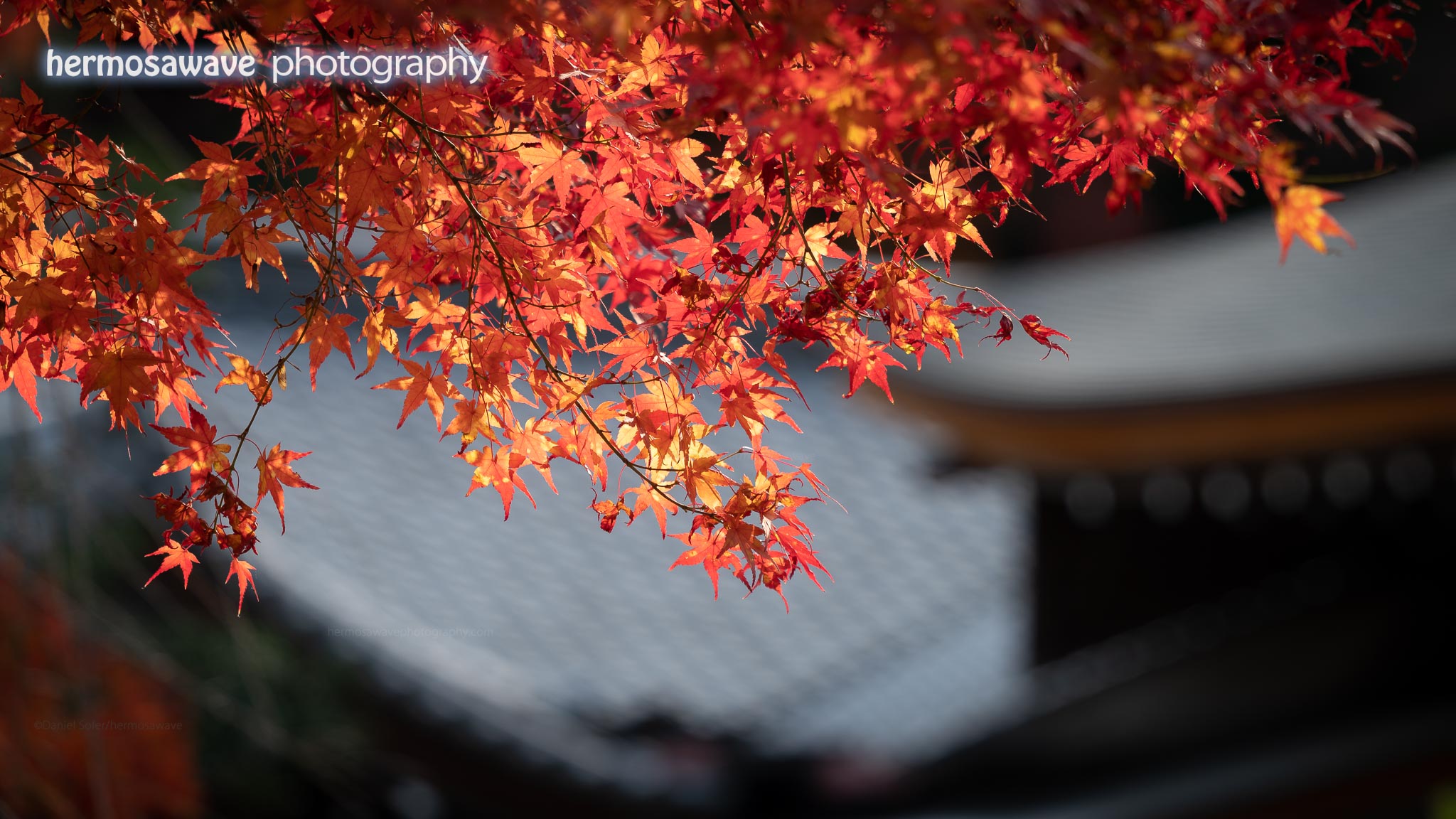 Maple Leaves at Nison-in・二尊院の紅葉