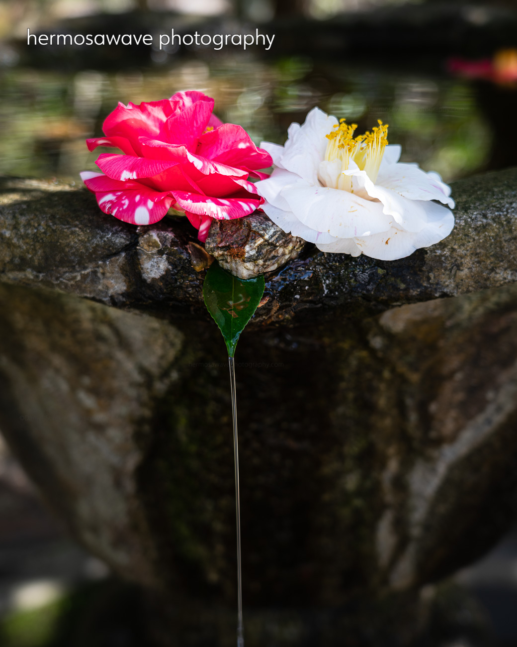 Water Basin with Camellias・蹲のツバキ