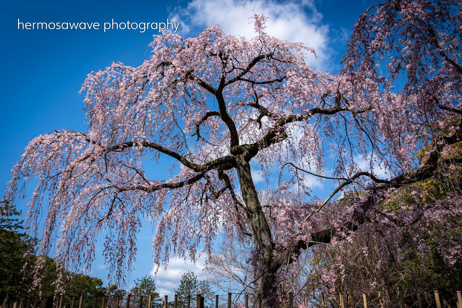 Weeping Cherry Tree・枝垂れ桜