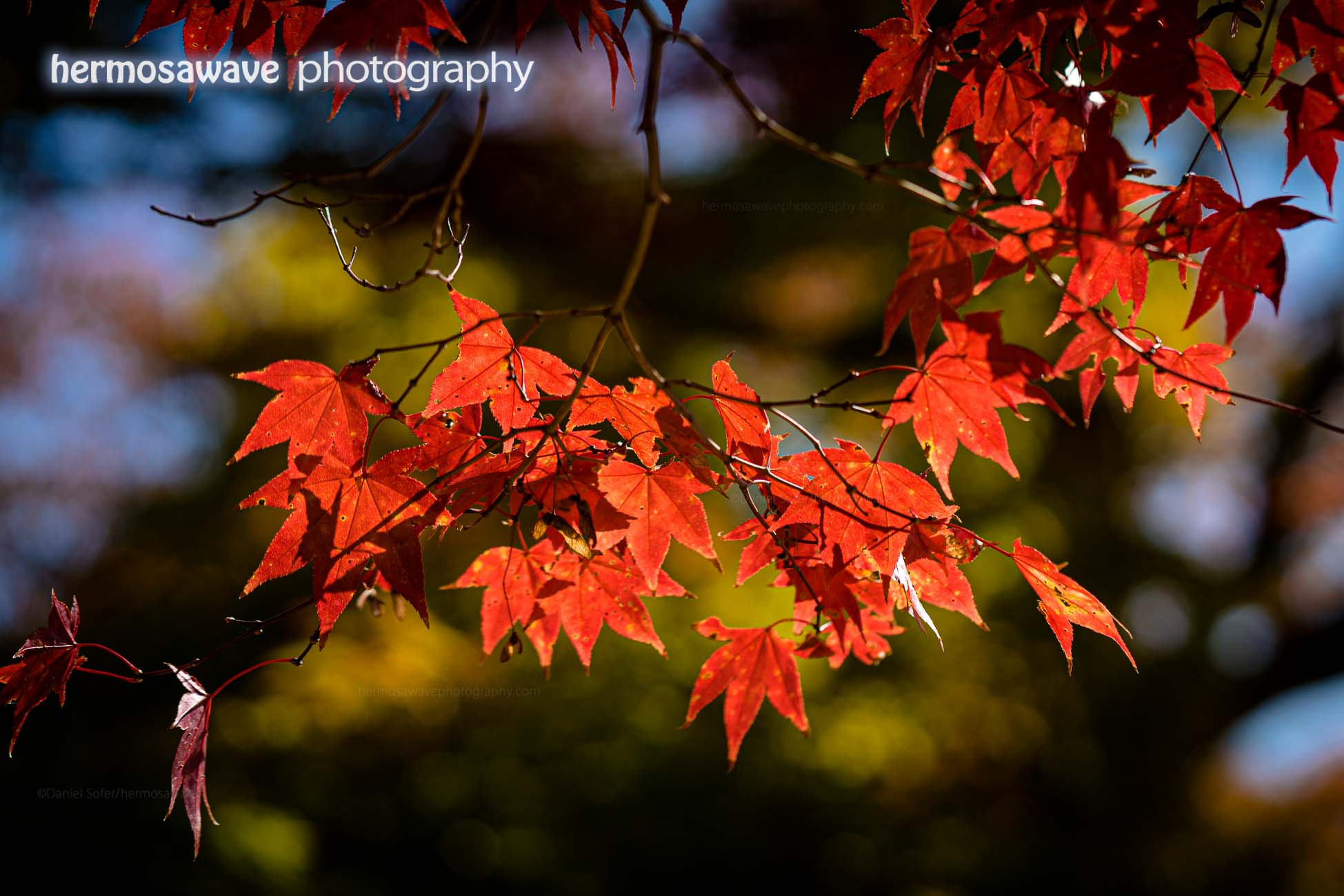 Red Leaves at Jingo-ji・ 神護寺の紅葉